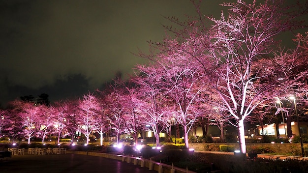 Różowa Sakura Lub Kwiat Wiśni Nocą W Roppongi Tokyo Midtown