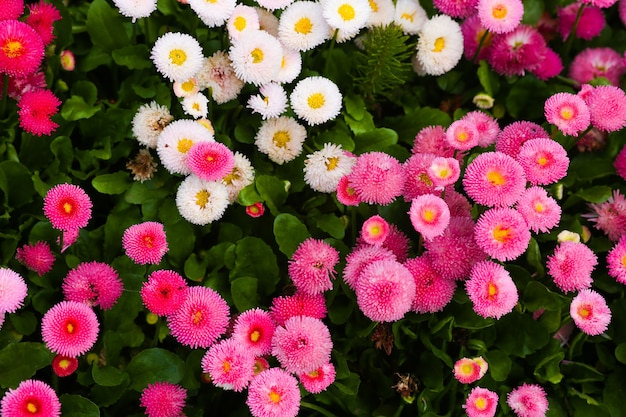 Różowa stokrotka frotte na łące z innymi takimi kwiatami bellis perennis.