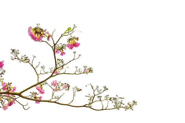 Różowa trąbka lub Tabebuia rosea izolowana na białym tle