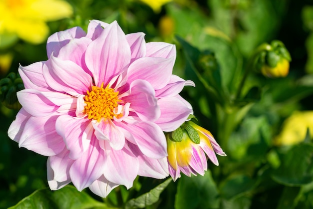 różowa urocza dalia w letnim ogrodzie ogrodnictwo krajobrazowe kwiaty wieloletnie