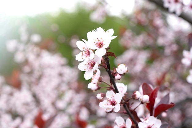 Różowa wiśnia wiosną Różowe liście sakura Kwitnąca jabłoń wiosną tła delikatność naturalnych naturalnych kosmetyków ekologicznych