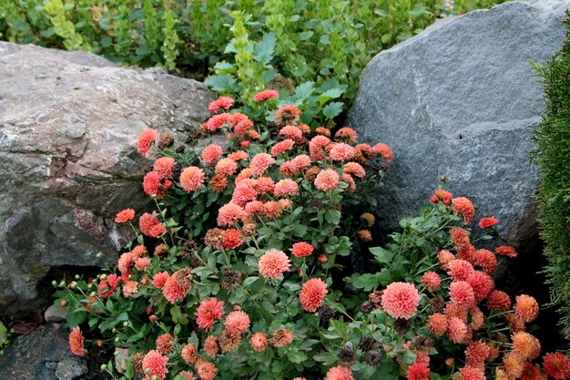 Różowe chryzantemy naturalne tło. Różowe kwiaty w obrazie tła ogrodu