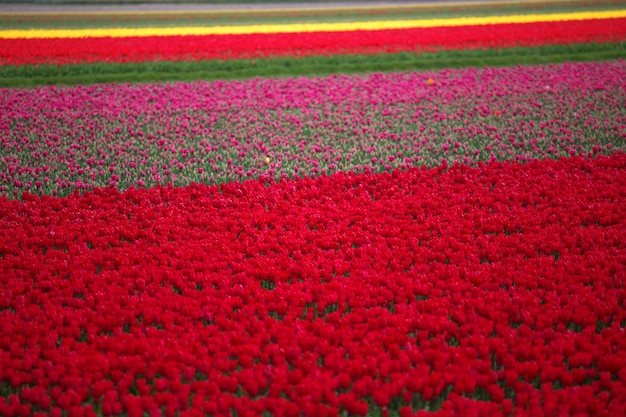 Różowe czerwone i pomarańczowe pole tulipanów w północnej Holandii