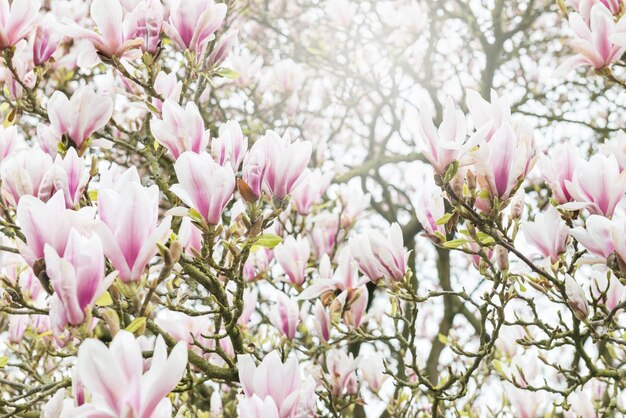 Różowe drzewo magnolii z kwitnącymi kwiatami na wiosnę w En