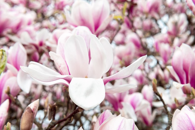 Zdjęcie różowe drzewo magnolii z kwitnącymi kwiatami na wiosnę