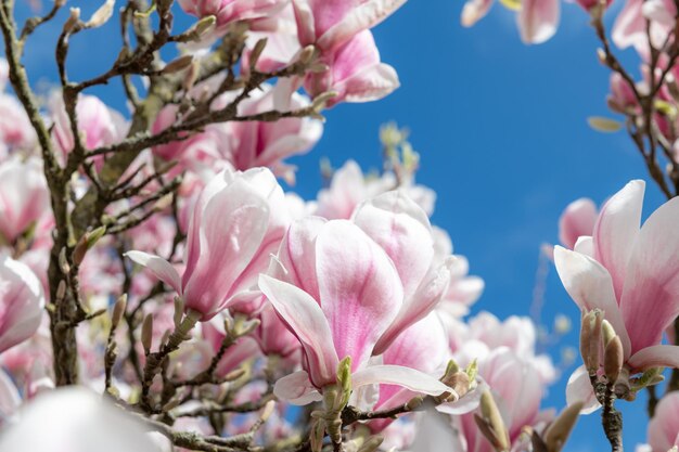 Różowe drzewo magnolii z kwitnącymi kwiatami na wiosnę