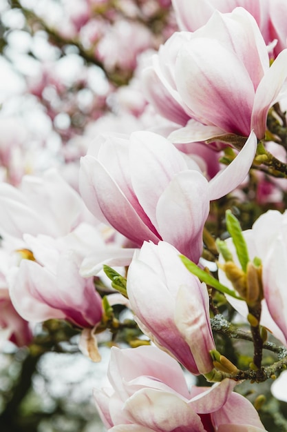 Różowe drzewo magnolii z kwitnącymi kwiatami na wiosnę
