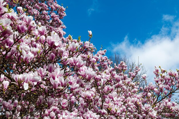 Różowe drzewo magnolii z kwitnącymi kwiatami na wiosnę