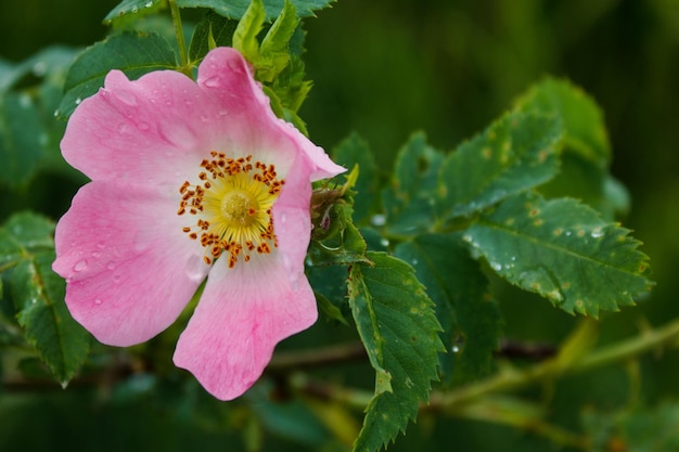 Różowe dzikie róże w porannych kroplach rosy na niewyraźne tło natury