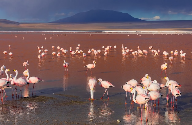 Różowe flamingi andyjskie w rezerwacie narodowym Laguna Colorada Eduardo Avaroa Boliwia