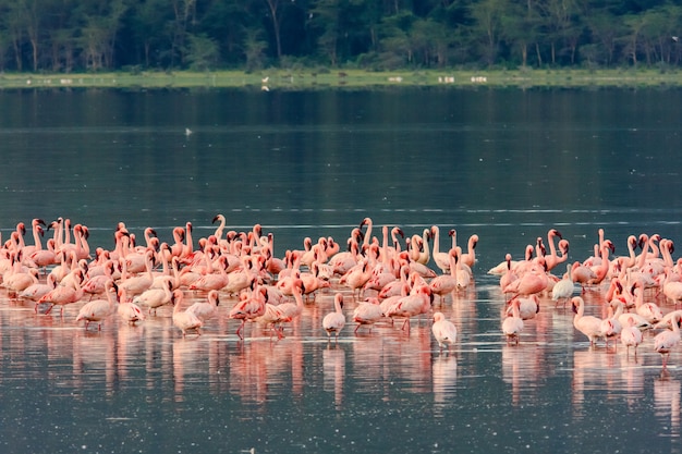 Różowe Flamingi. Jezioro Nakuru, Kenia