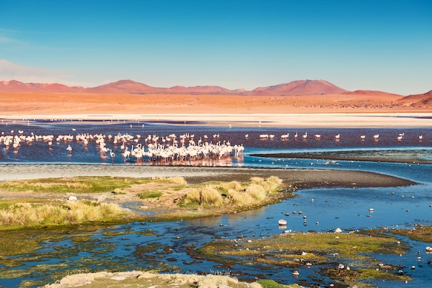 Różowe flamingi na Laguna Colorada, płaskowyż Altiplano, Boliwia