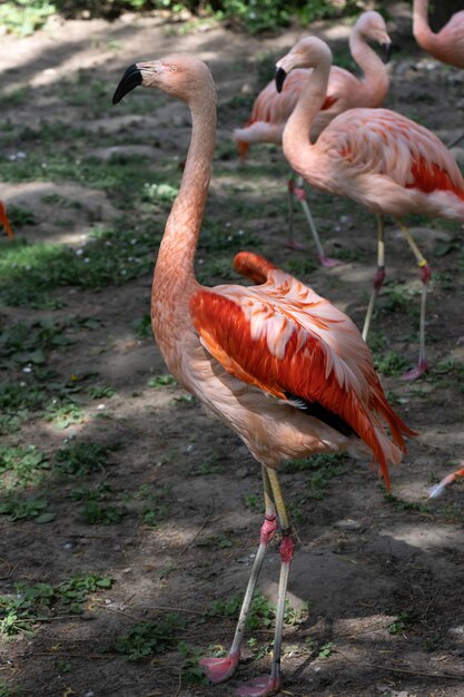 Różowe flamingi na zewnątrz w zoo na rozmytym tle