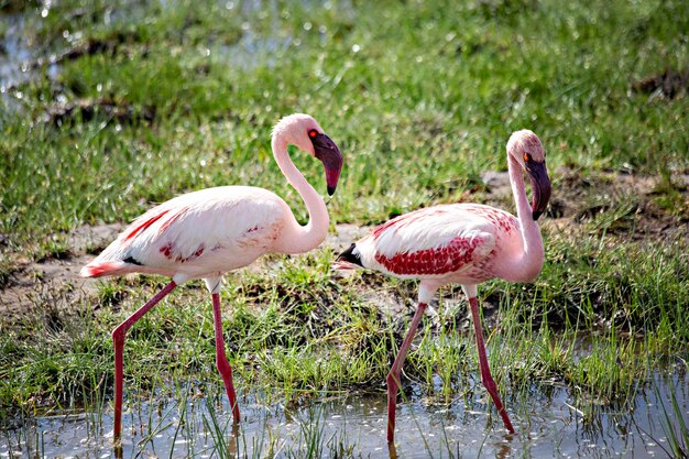 Różowe flamingi nad jeziorem Amboseli w Kenii