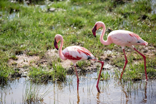 Różowe flamingi nad jeziorem Amboseli w Kenii