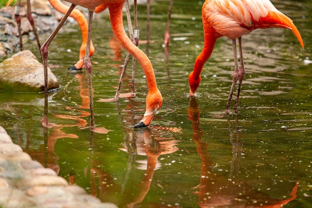 Zdjęcie różowe flamingi stoją i odbijają się w czystej wodzie