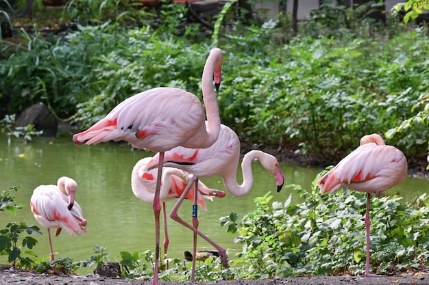 Różowe Flamingi W Pobliżu Stawu