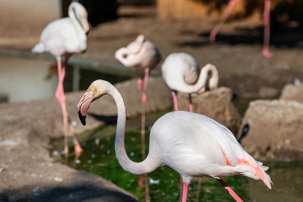 Różowe Flamingi W Zoo