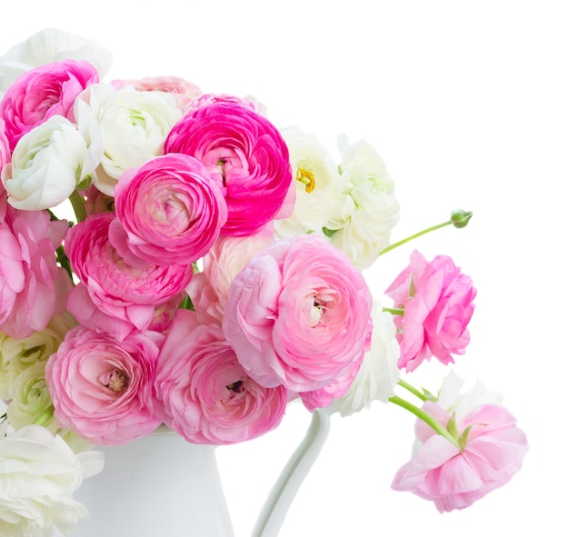 Różowe i białe Jaskier świeże kwiaty kwitnące w wazonie na białym tle