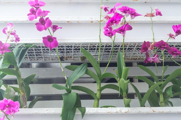 Zdjęcie różowe i białe piękne kwiaty orchidei kwitnące piękny kwitnący kwiat orchidei w tle