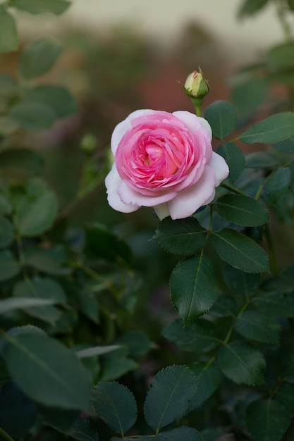 Różowe i białe róże Eden Rose Letni ogród z angielskimi różami