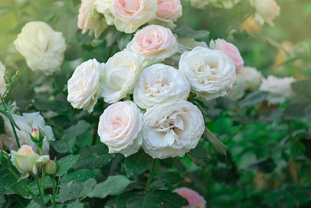 Różowe i białe róże Eden roze kwitną w tropikalnym ogrodzie