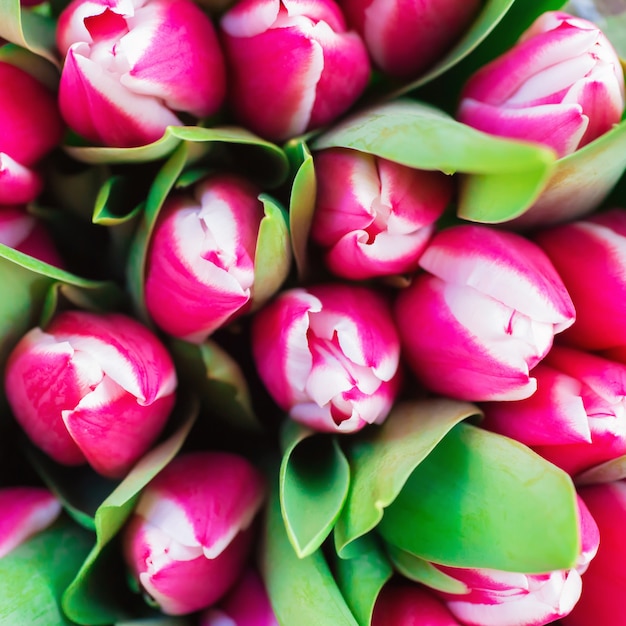 Różowe i białe tulipany z zielonymi liśćmi