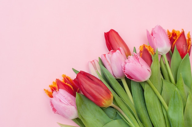 Różowe i czerwone tulipany na różowym tle. Miejsce na Twój tekst.
