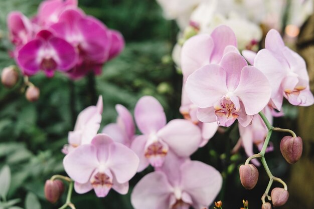 Różowe i fioletowe kwiaty orchidei Selektywna koncentracja na roślinie niewyraźne tło Koncepcja natury