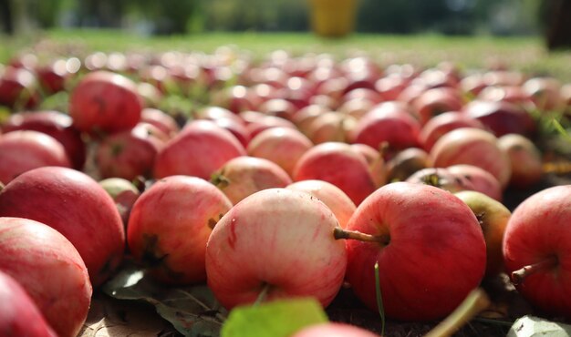 Różowe jabłka leżą w ogrodzie na ziemi i trawie z bliska