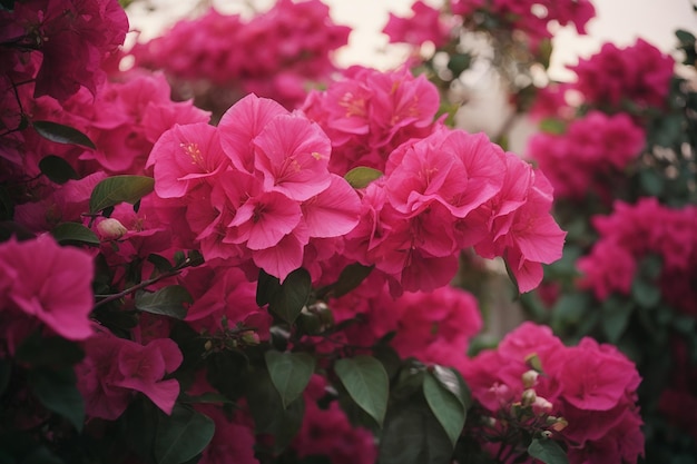 Różowe kwiaty azalii Delikatne kwiaty w odcieniach różowych