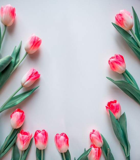 Różowe kwiaty białe tło. Różany tulipan Flower Frame.