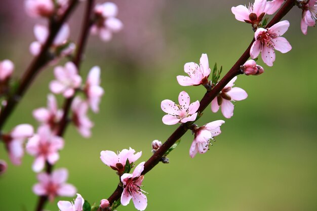 różowe kwiaty brzoskwini kwitnące na gałęziach z miękkim tłem na plantacji