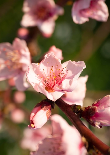 Różowe kwiaty brzoskwini Prunus persica o zachodzie słońca w Grecji