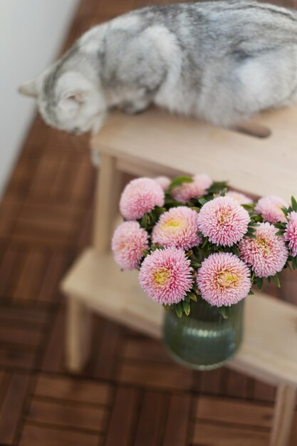 Różowe kwiaty chryzantemy i kot