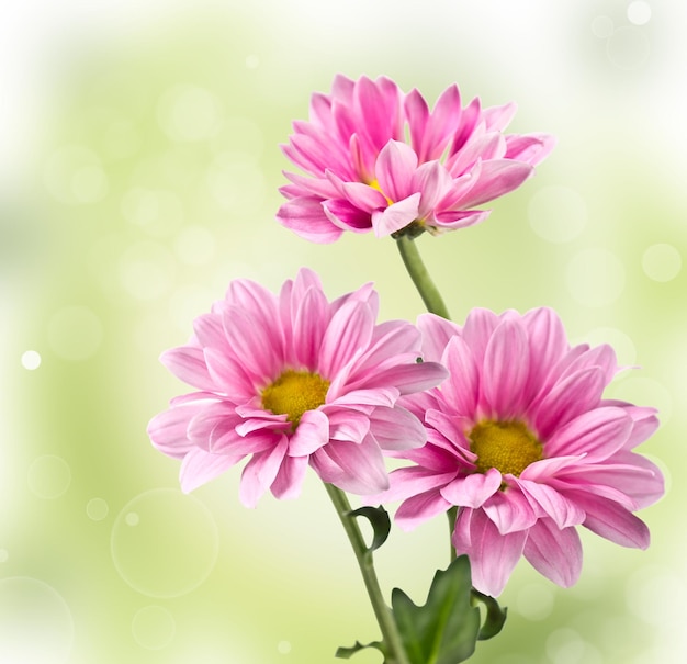 Zdjęcie różowe kwiaty chryzantemy na rozmytym tle