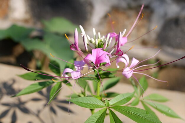 Różowe kwiaty cleome speciosa