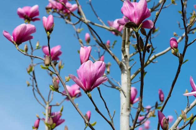 Różowe Kwiaty Drzewa Magnolii W Pełnym Rozkwicie