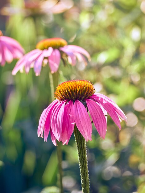 Różowe Kwiaty Echinacea W Ogrodzie.