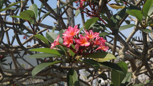 Różowe kwiaty frangipani kwitnące na jasnym niebieskim niebie Różowo-pomarańczowa kombinacja kwiatów plumeria