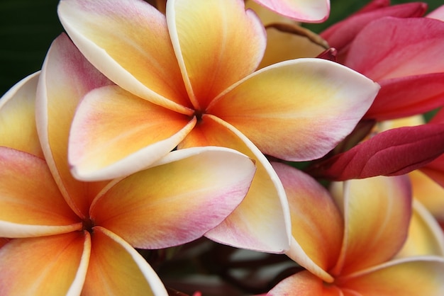 różowe kwiaty frangipani (plumeria)