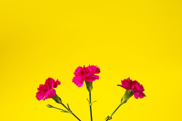 Różowe kwiaty goździka na żółtym tle. widok z góry