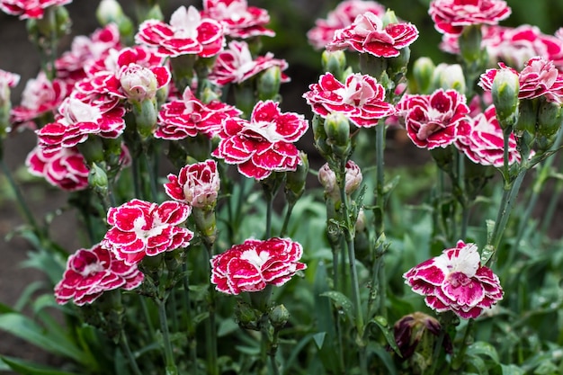 Różowe kwiaty goździka w letnim ogrodzie. Dianthus caryophyllus.