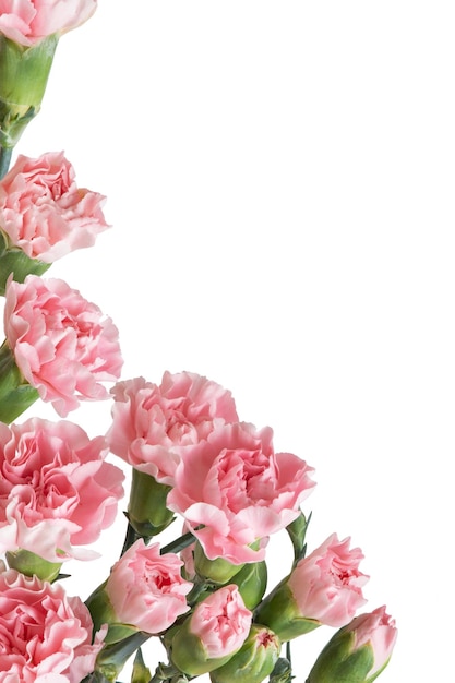 różowe kwiaty goździków na białym tle na białym tle