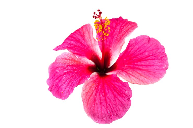 Różowe kwiaty hibiskusa na białym tle.