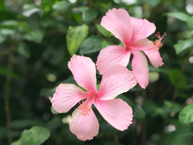 Różowe kwiaty hibiskusa w ogrodzie