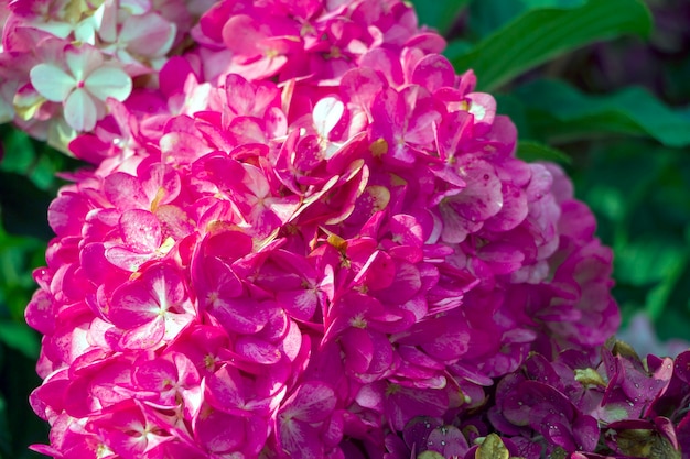 Zdjęcie różowe kwiaty hortensja. kwiatowy naturalny tło tapeta, pocztówka, okładka, baner. dekoracja ślubna. piękny bukiet.