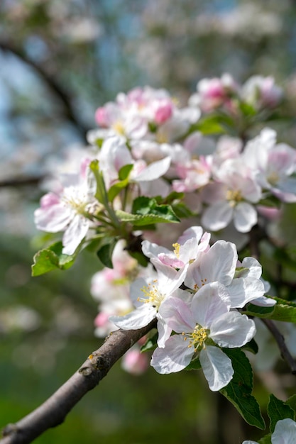 Różowe kwiaty jabłoni na gałęzi wiosną