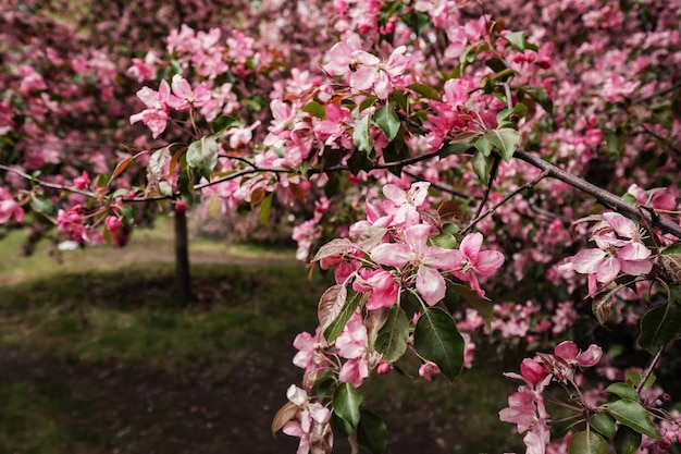 Różowe kwiaty jabłoni na wiosnę w parku Kołomienskoje w Moskwie