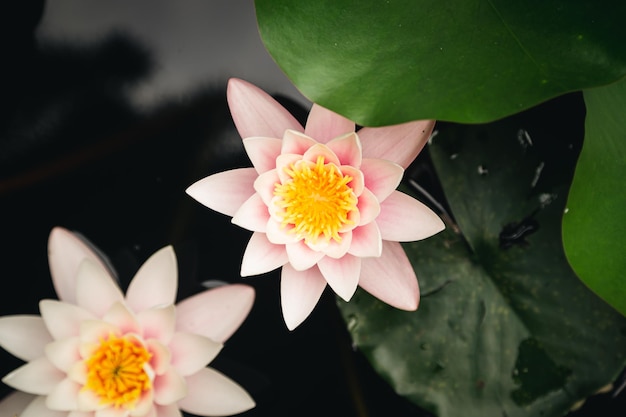 Różowe kwiaty lotosu w tle koncepcji natury stawu z bliska